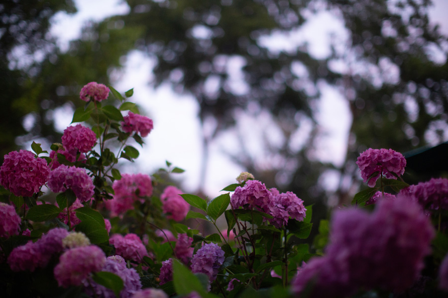 5S6A4405.jpg