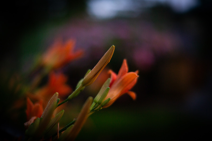5S6A4413.jpg