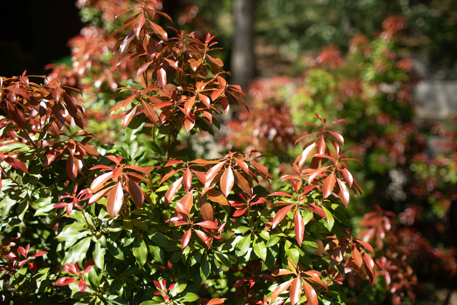 1S2A9631.jpg