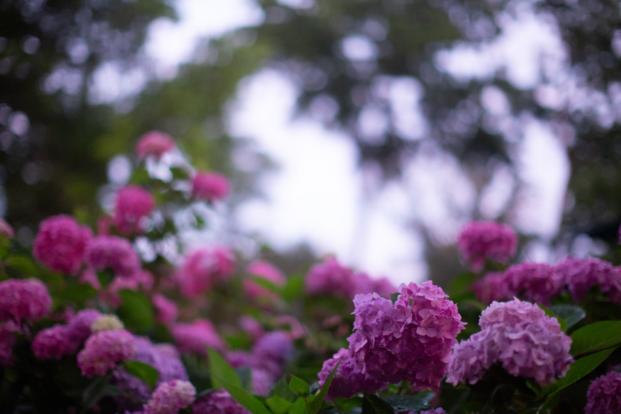 5S6A4402.jpg