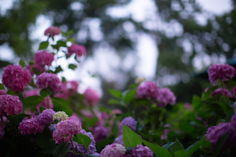 5S6A4411.jpg