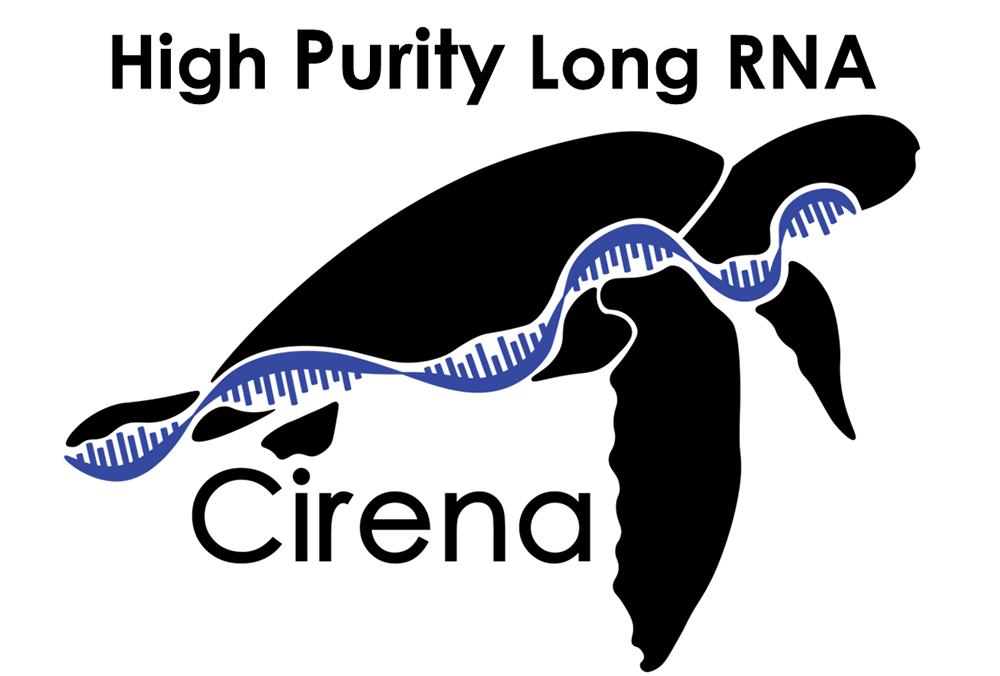 Cirena